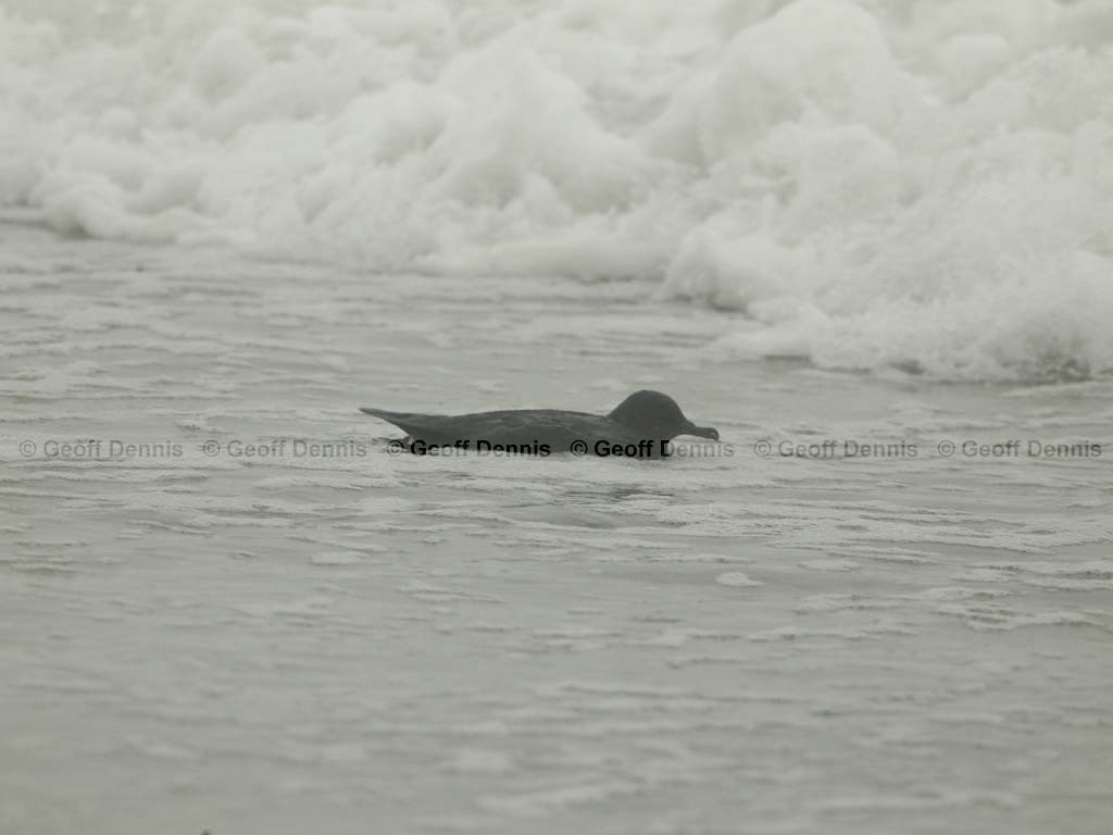 SOSH-AA_Sooty-Shearwater