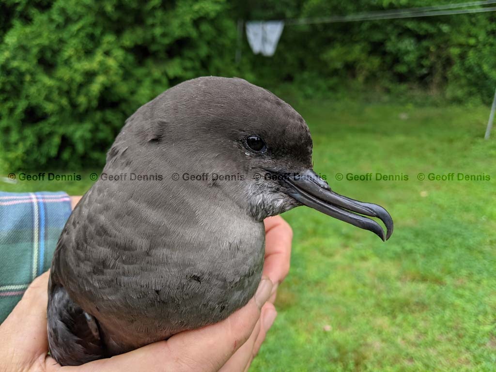 SOSH-AB_Sooty-Shearwater