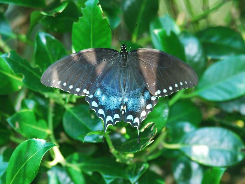 Spicebush-Swallowtail-AA