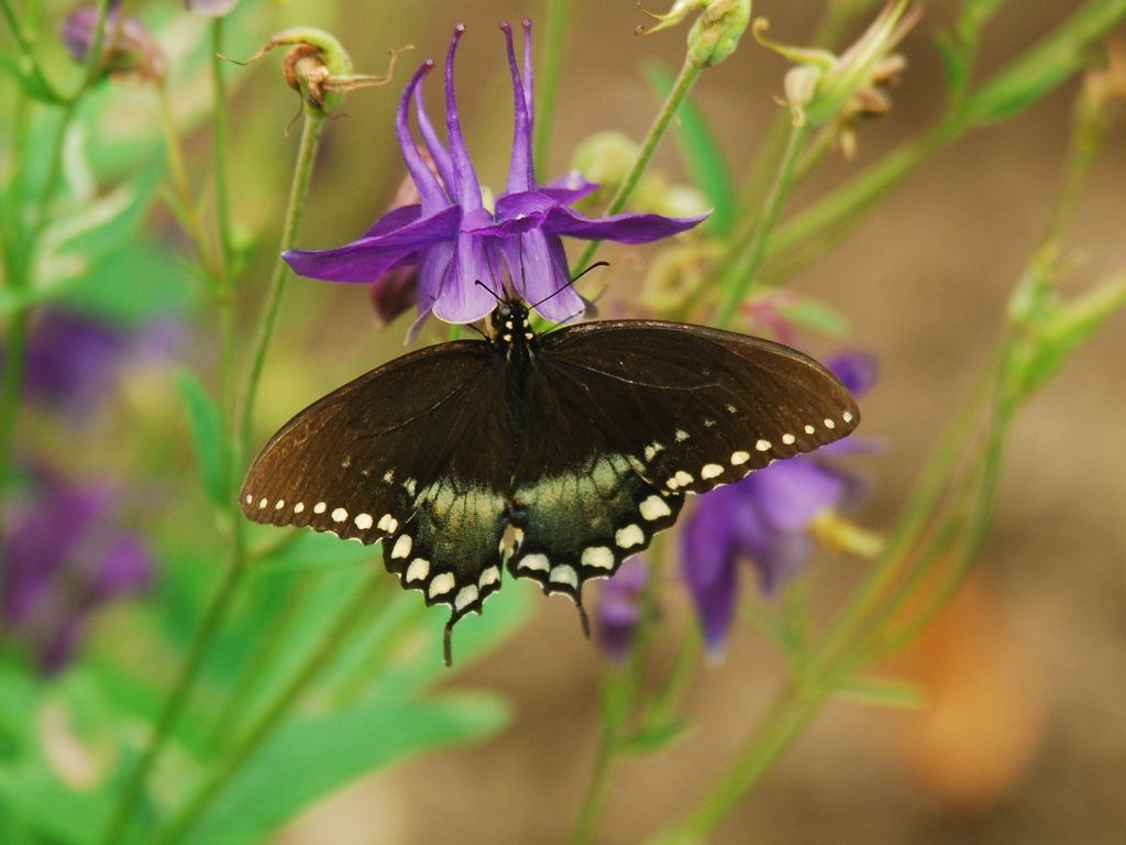 Spicebush-Swallowtail-AB