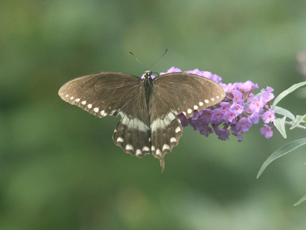 Spicebush-Swallowtail-AC