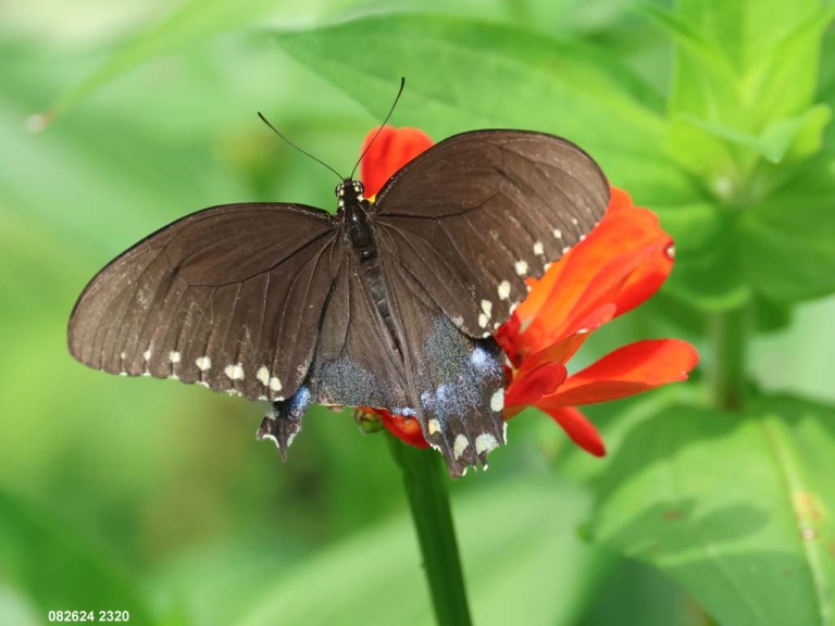Spicebush-Swallowtail-AD