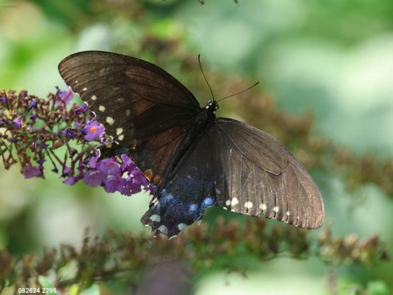 Spicebush-Swallowtail-AE