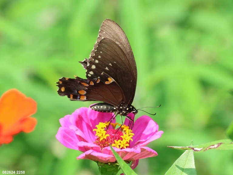 Spicebush-Swallowtail-AF