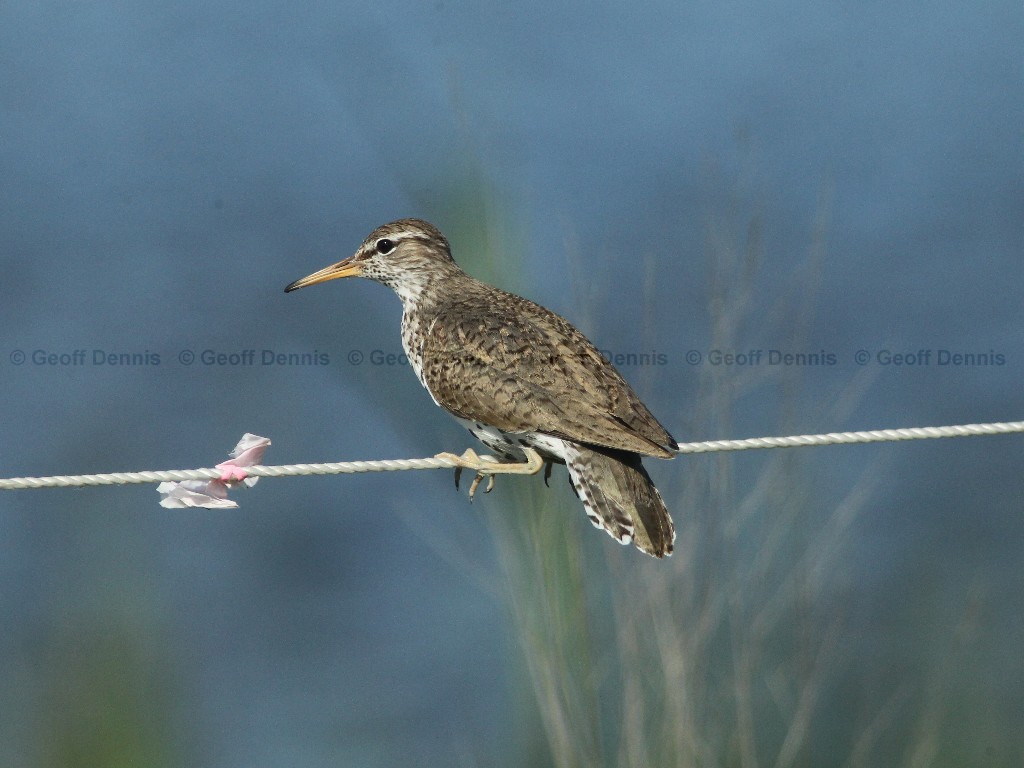 SPSA-AA_Spotted-Sandpiper