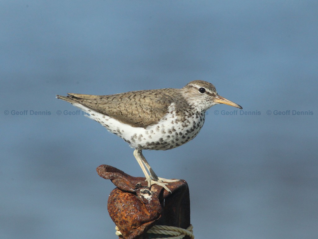 SPSA-AB_Spotted-Sandpiper