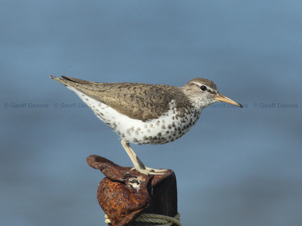 SPSA-AC_Spotted-Sandpiper