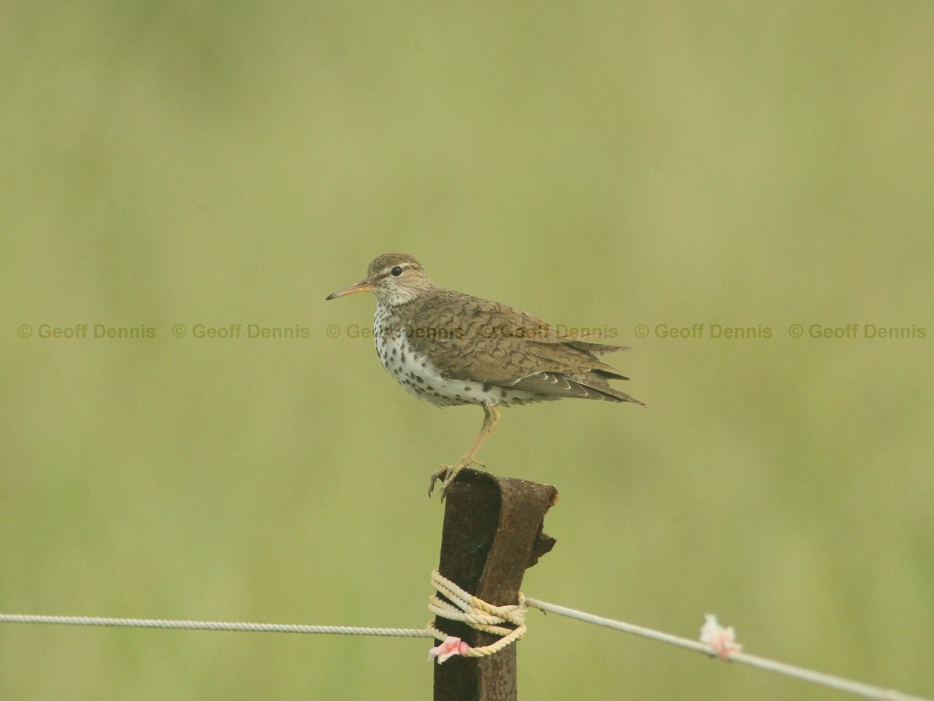 SPSA-AD_Spotted-Sandpiper