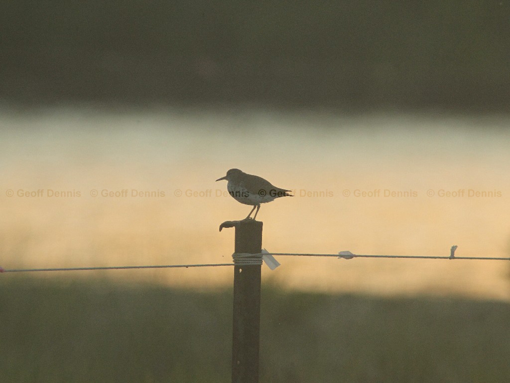 SPSA-AE_Spotted-Sandpiper