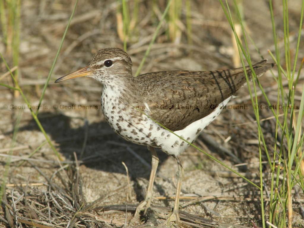 SPSA-AF_Spotted-Sandpiper