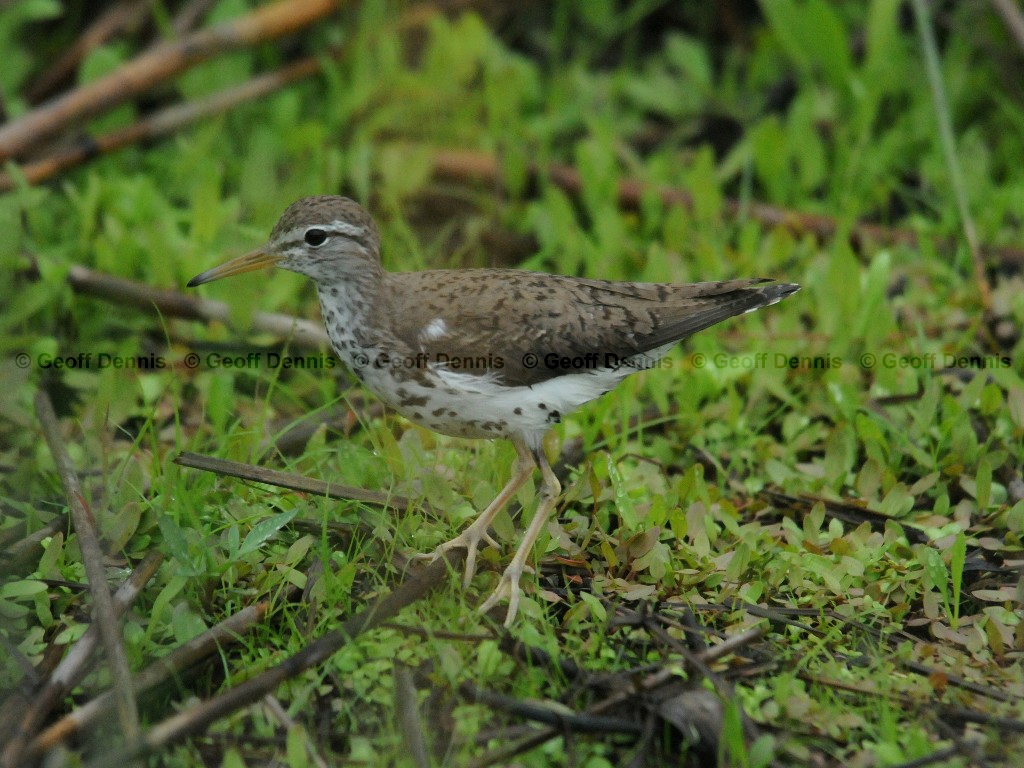 SPSA-AG_Spotted-Sandpiper