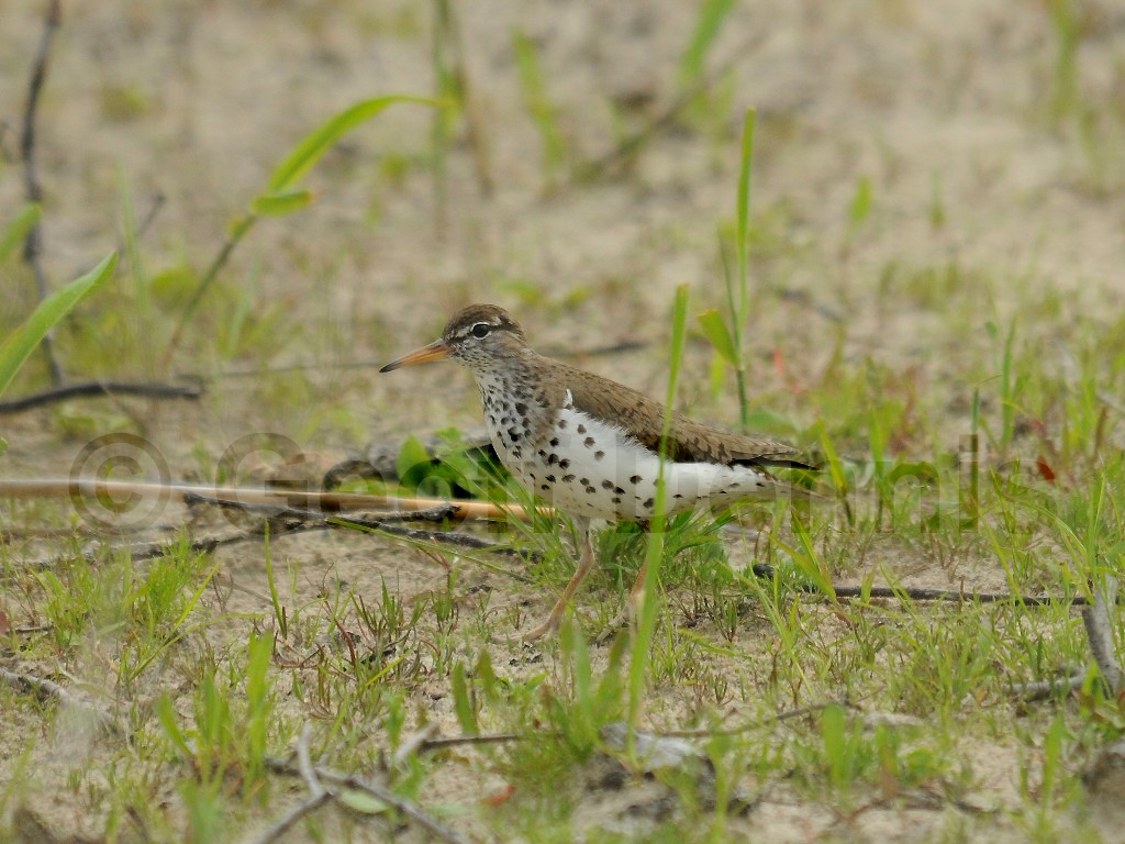 SPSA-AH_Spotted-Sandpiper