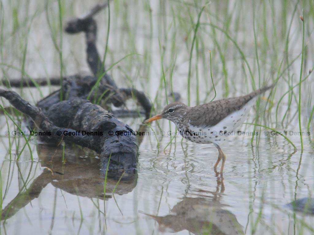 SPSA-AI_Spotted-Sandpiper