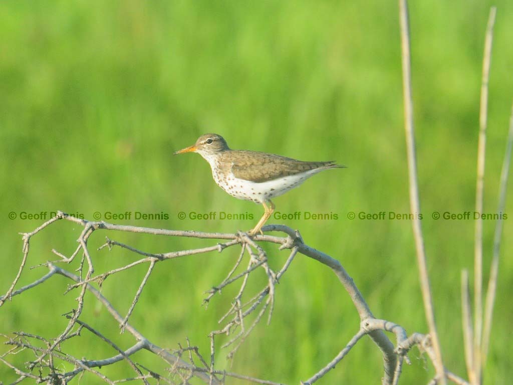 SPSA-AJ_Spotted-Sandpiper