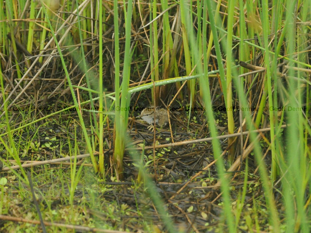 SPSA-AO_Spotted-Sandpiper
