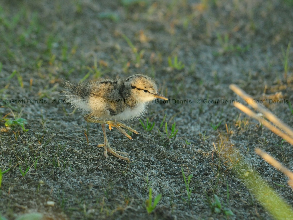 SPSA-AP_Spotted-Sandpiper