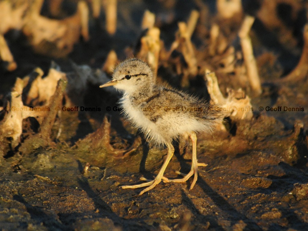 SPSA-AQ_Spotted-Sandpiper