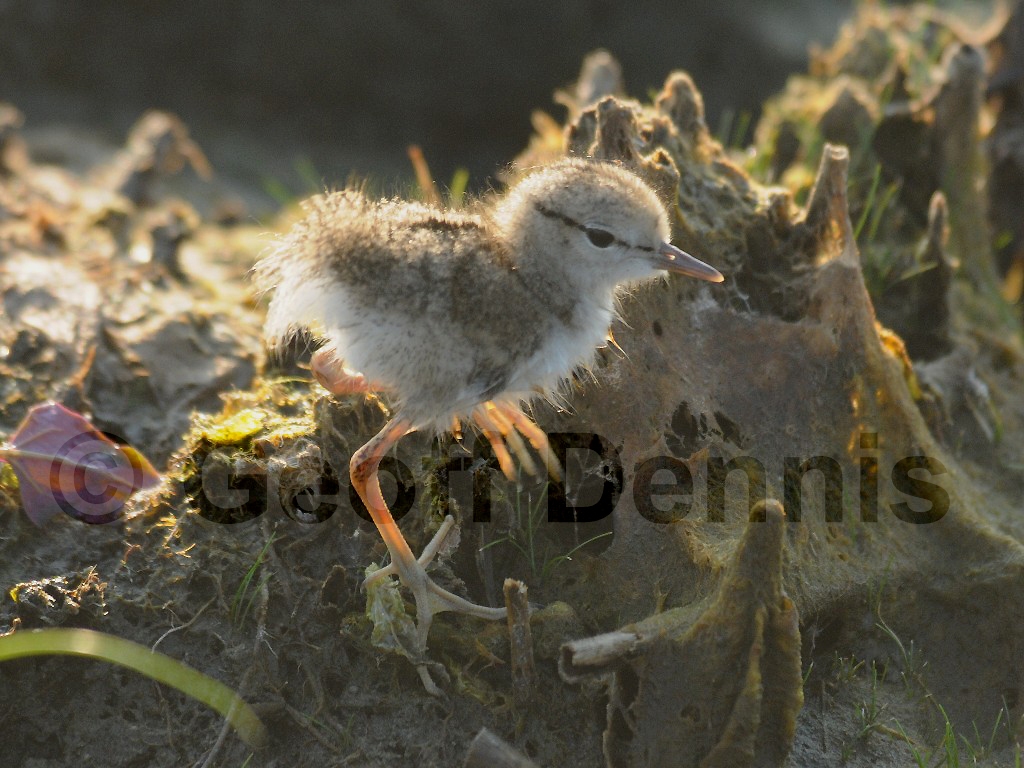 SPSA-AR_Spotted-Sandpiper