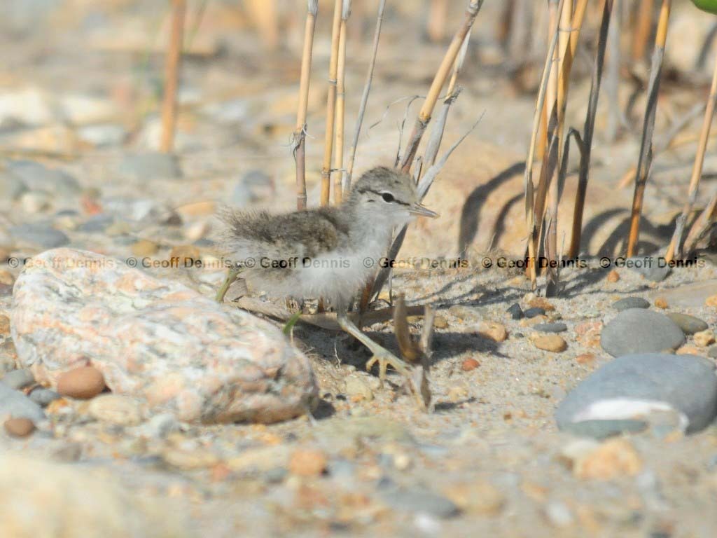 SPSA-AS_Spotted-Sandpiper