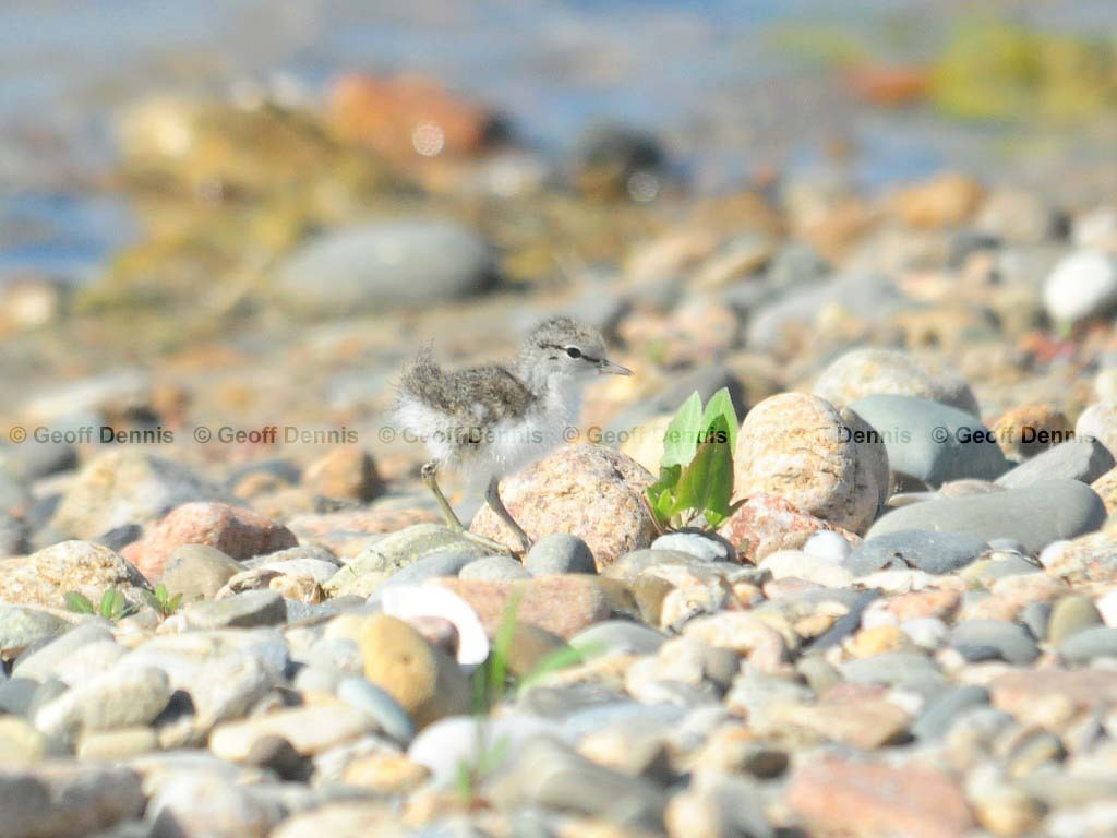 SPSA-AT_Spotted-Sandpiper
