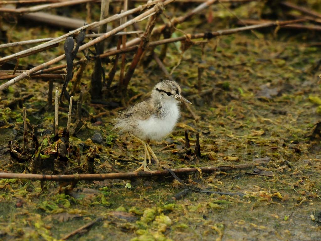 SPSA-AU_Spotted-Sandpiper