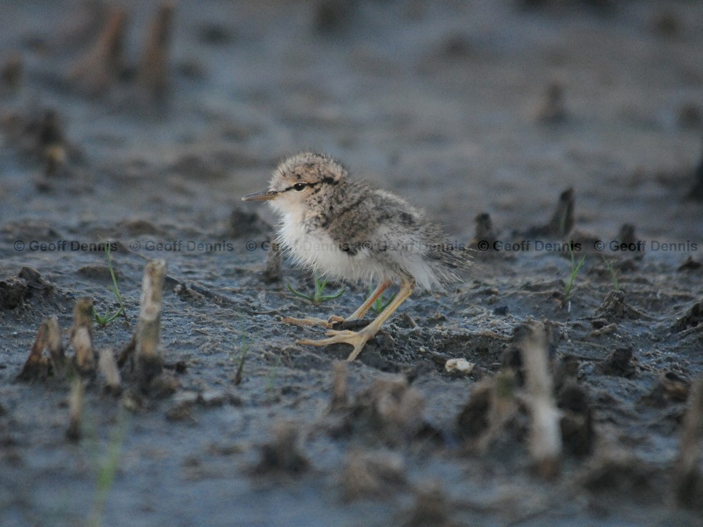 SPSA-AV_Spotted-Sandpiper