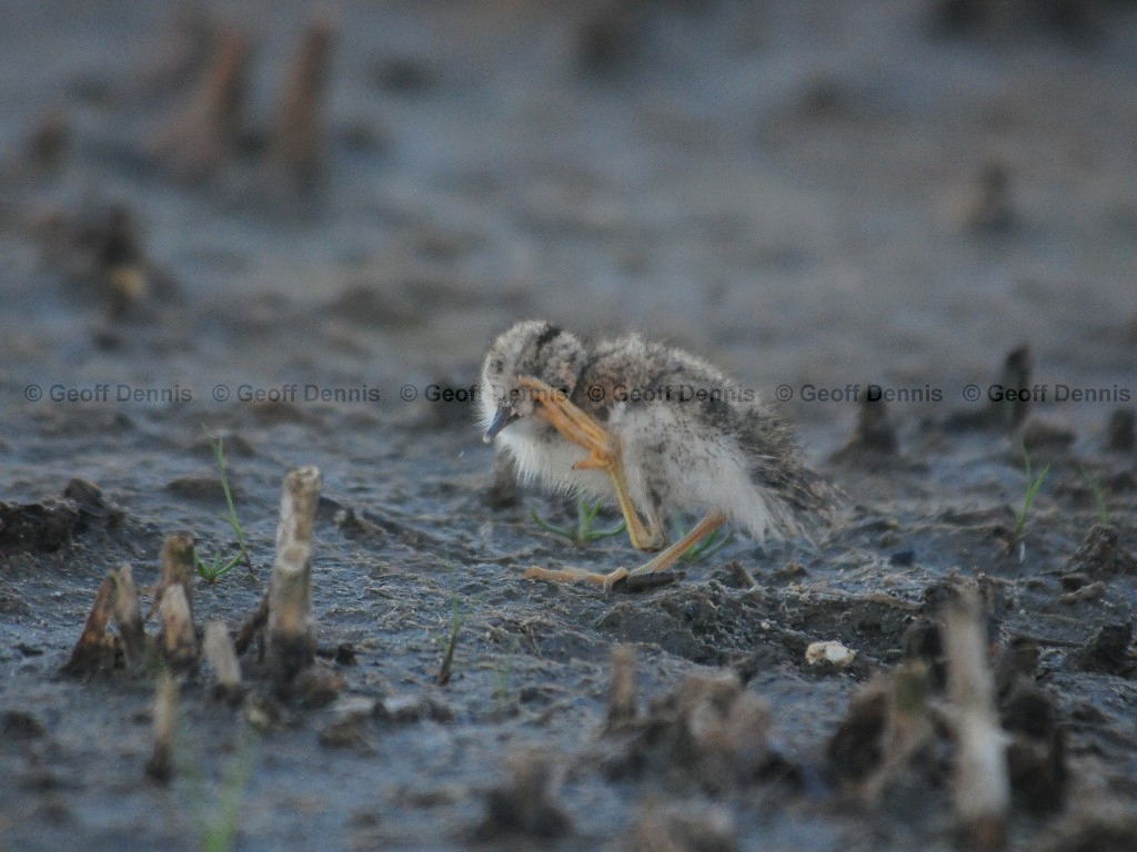 SPSA-AW_Spotted-Sandpiper