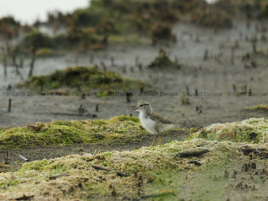 SPSA-AX_Spotted-Sandpiper