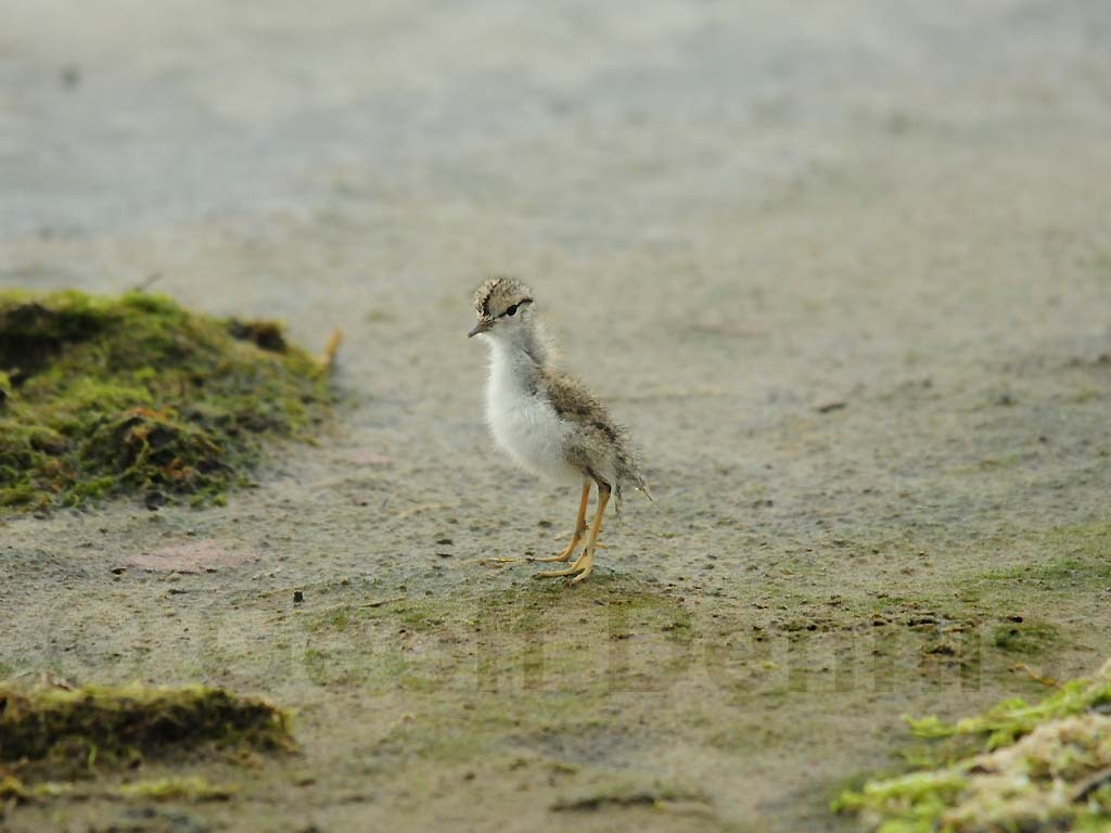 SPSA-AY_Spotted-Sandpiper
