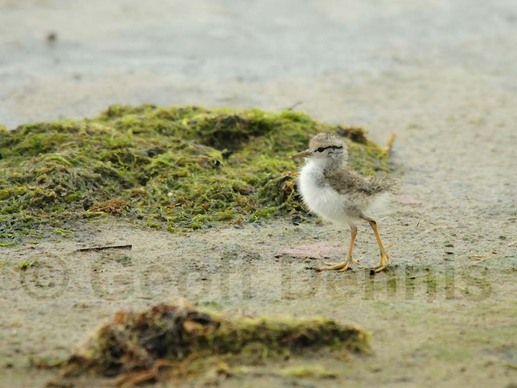 SPSA-AZ_Spotted-Sandpiper