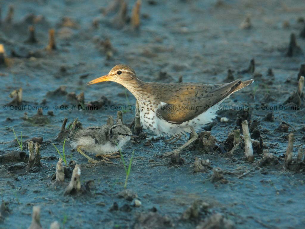 SPSA-BA_Spotted-Sandpiper