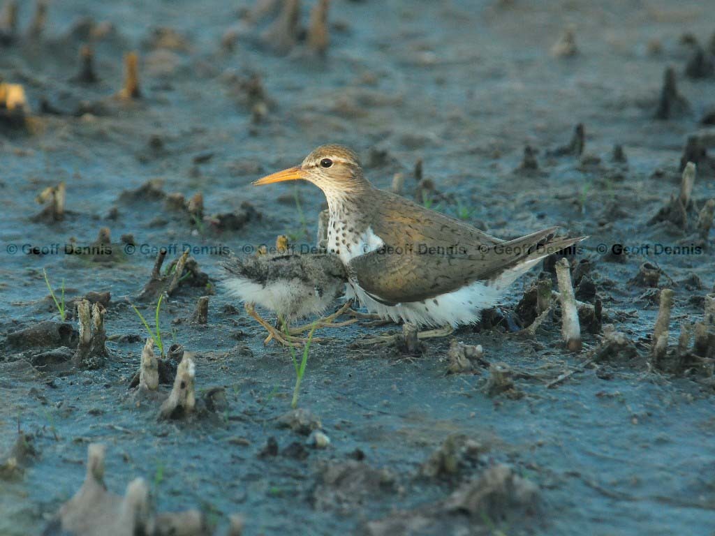 SPSA-BB_Spotted-Sandpiper