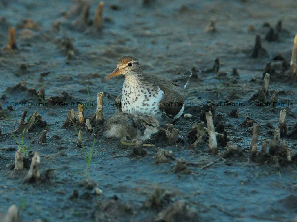 SPSA-BC_Spotted-Sandpiper