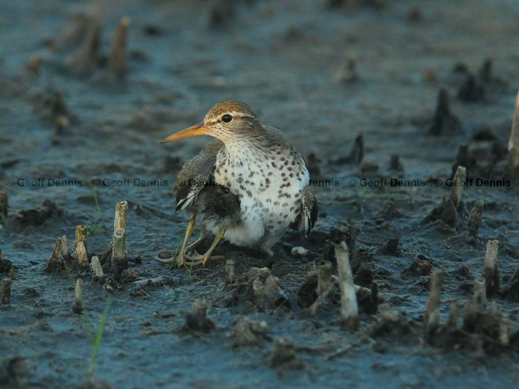 SPSA-BD_Spotted-Sandpiper