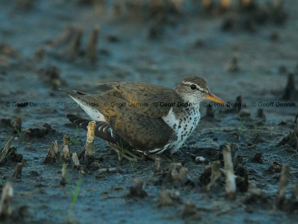 SPSA-BE_Spotted-Sandpiper