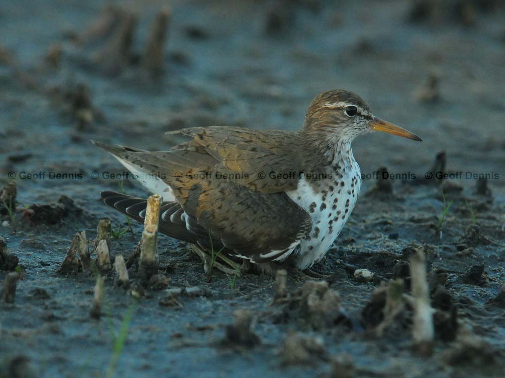 SPSA-BF_Spotted-Sandpiper