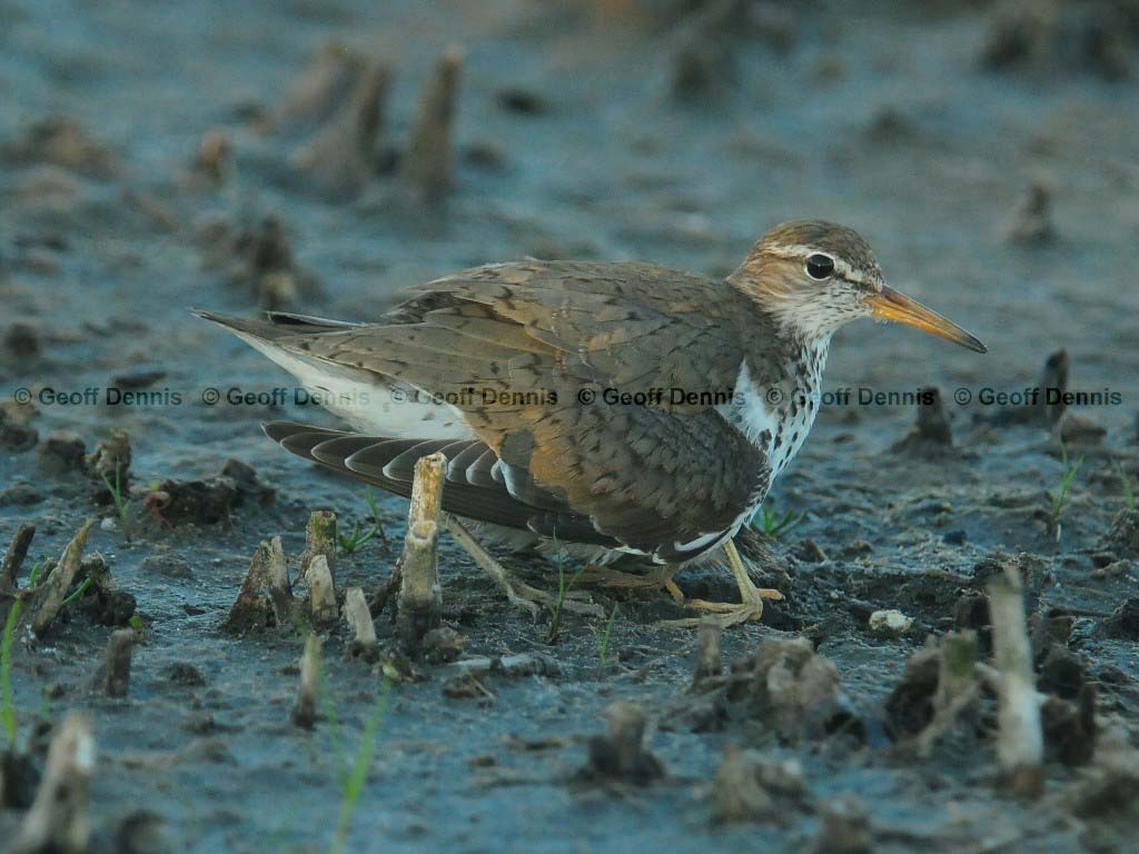 SPSA-BG_Spotted-Sandpiper