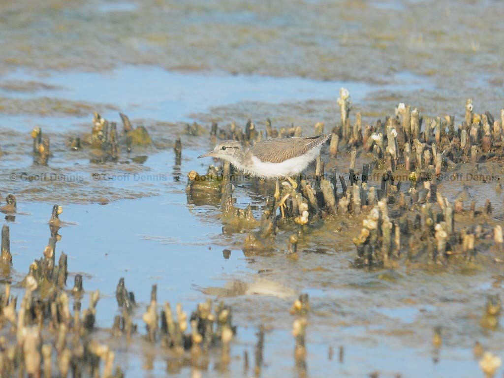 SPSA-BH_Spotted-Sandpiper