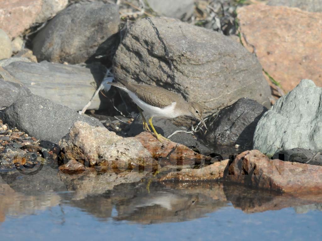 SPSA-BI_Spotted-Sandpiper