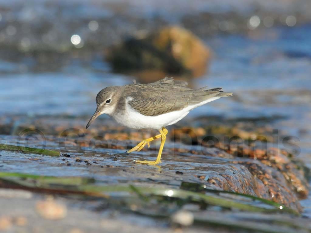 SPSA-BJ_Spotted-Sandpiper