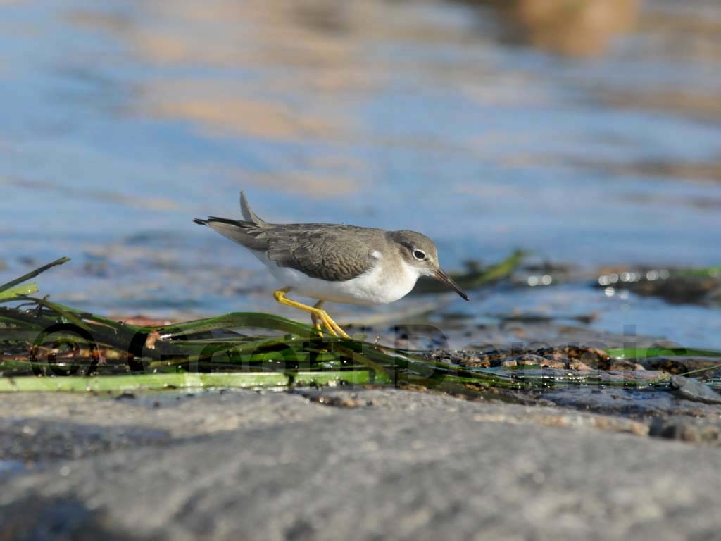 SPSA-BK_Spotted-Sandpiper