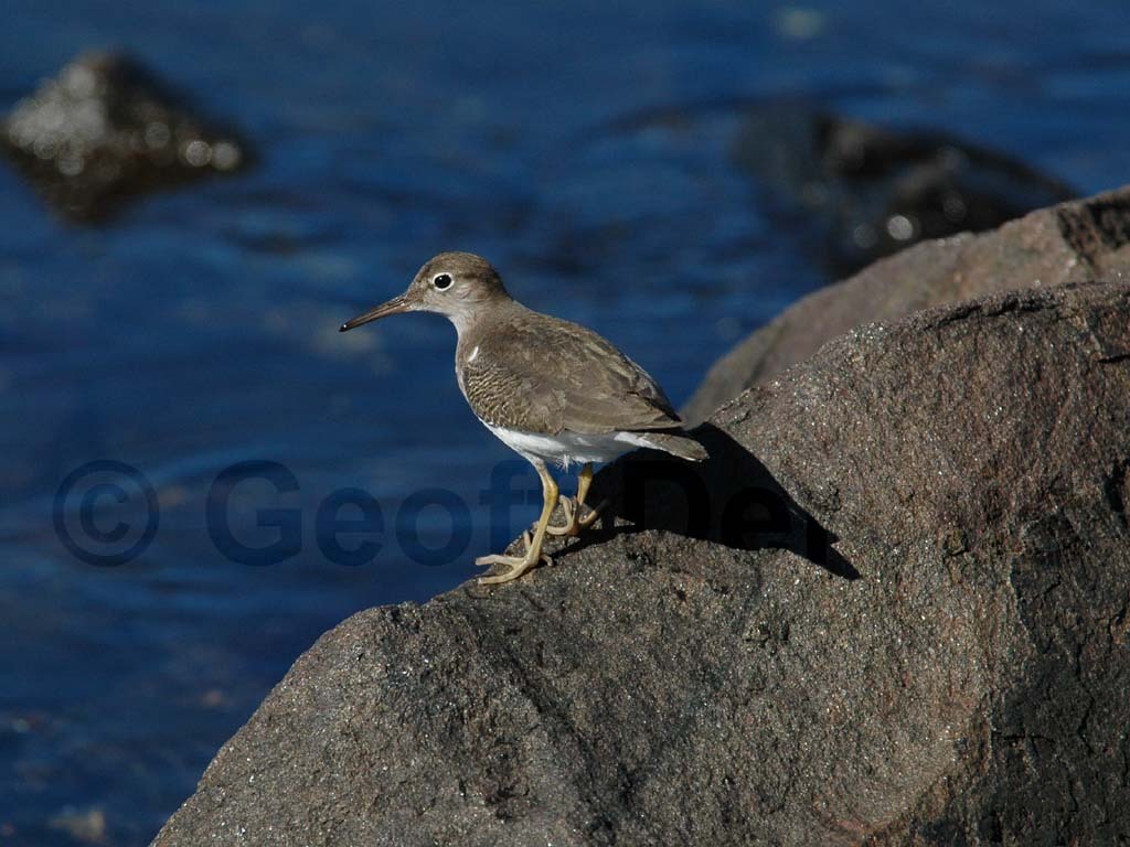 SPSA-BL_Spotted-Sandpiper