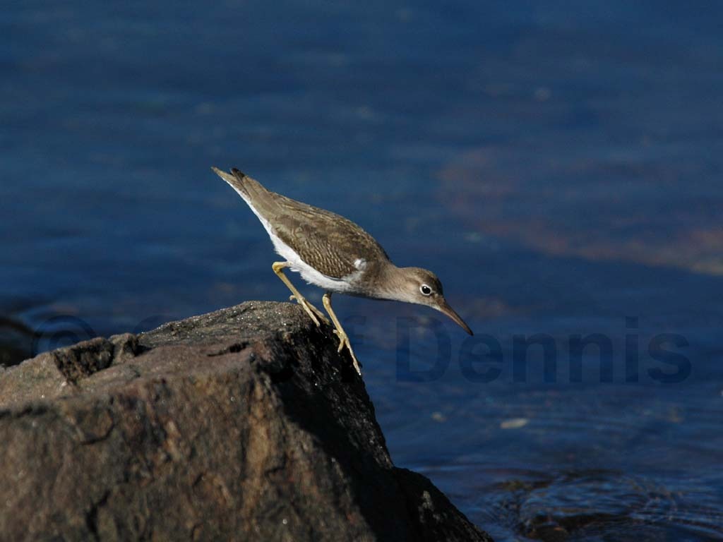 SPSA-BM_Spotted-Sandpiper