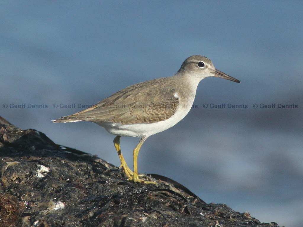 SPSA-BN_Spotted-Sandpiper