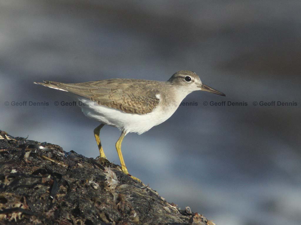 SPSA-BO_Spotted-Sandpiper