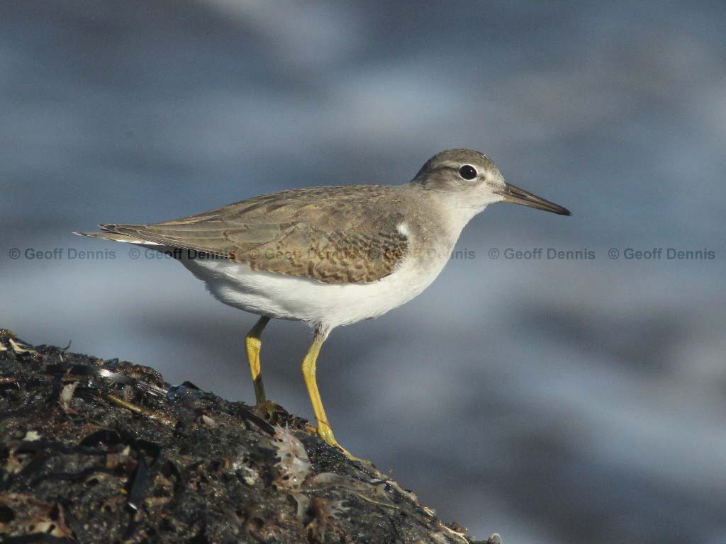 SPSA-BP_Spotted-Sandpiper