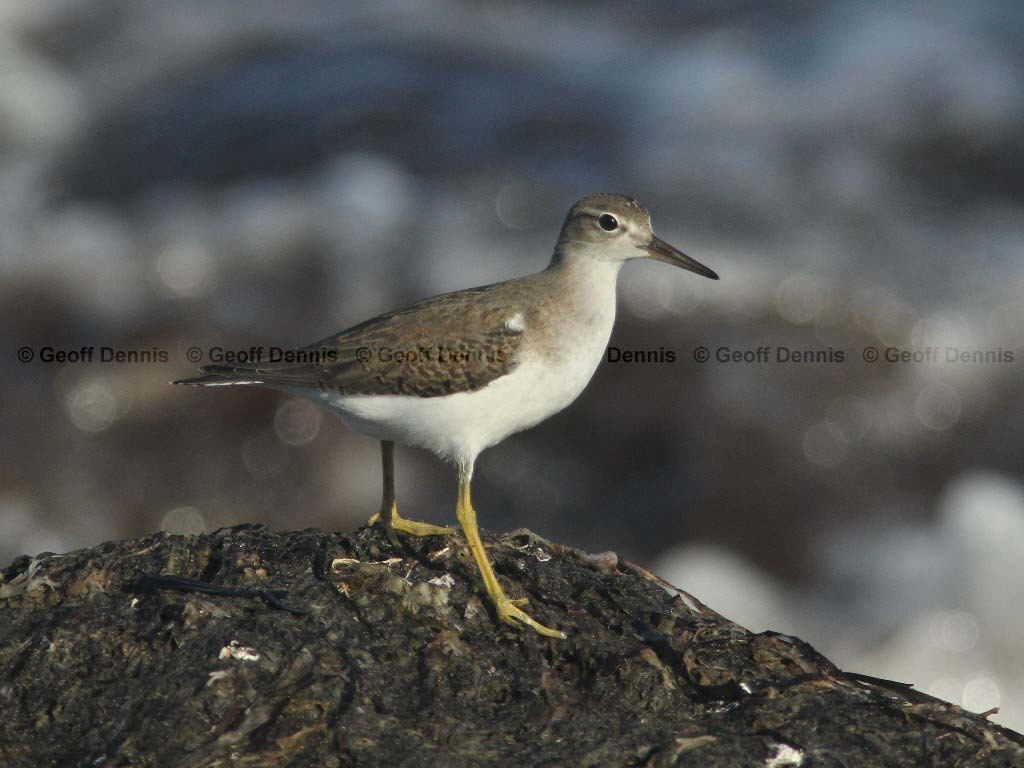 SPSA-BQ_Spotted-Sandpiper