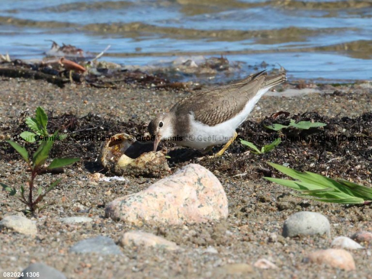 SPSA-BR_Spotted-Sandpiper