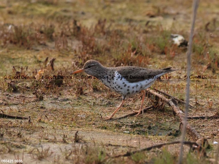 SPSA-BS_Spotted-Sandpiper