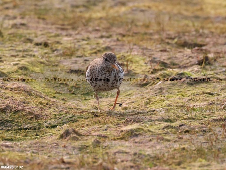 SPSA-BT_Spotted-Sandpiper